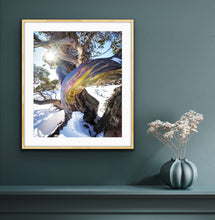 Load image into Gallery viewer, I love these trees, and after a hike to the top I was rewarded by this beauty with its twisted trunk and rainbow bark." Kosciusko National Park, NSW, a fine art print by peter izzard fine art photography, leading south coast photographer, fine art photography, interior design, interior styling, property styling, architecture, art, kiama, gerringong,