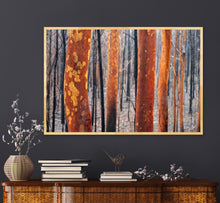 Load image into Gallery viewer, After the horrific South Coast bushfires I spent some time in the forest. This image was taken during a rain storm and to me suggests resilience & new beginnings. Sassafras, NSW. Peter Izzard Photography Fine Art Print.