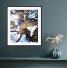 Load image into Gallery viewer, I love these trees, and after a hike to the top I was rewarded by this beauty with its twisted trunk and rainbow bark." Kosciusko National Park, NSW, a fine art print by peter izzard fine art photography, leading south coast photographer, fine art photography, interior design, interior styling, property styling, architecture, art, kiama, gerringong,