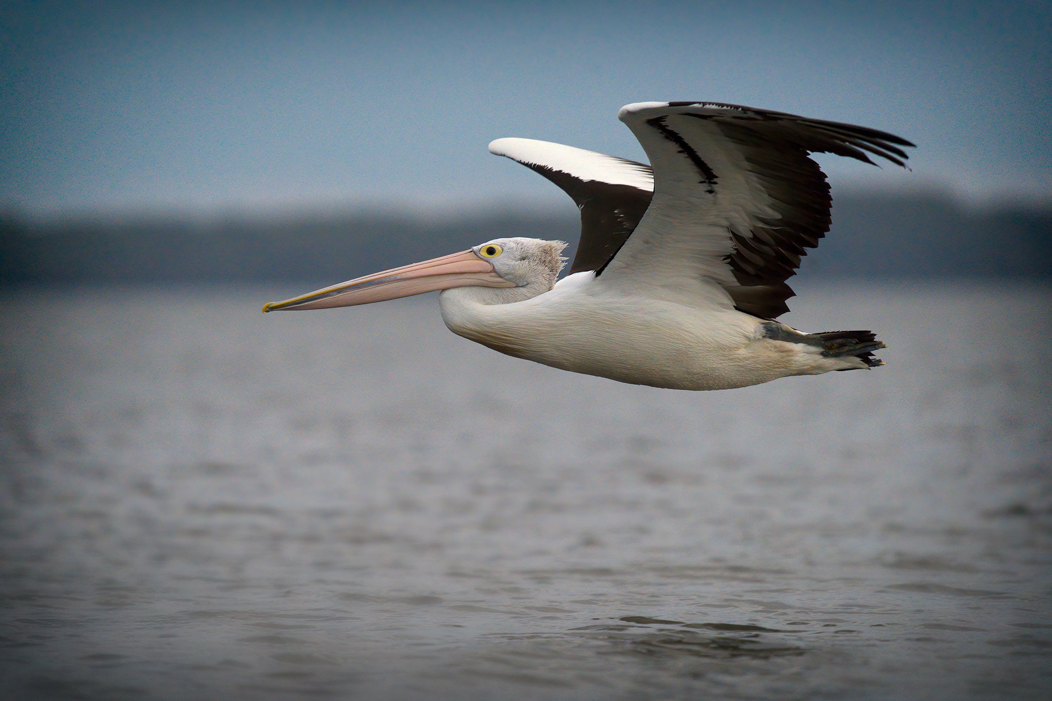 Flight of good the Pelican