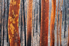 Load image into Gallery viewer, After the horrific South Coast bushfires I spent some time in the forest. This image was taken during a rain storm and to me suggests resilience & new beginnings. Sassafras, NSW. Peter Izzard Photography Fine Art Print.