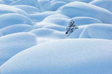 Load image into Gallery viewer, Alone among snow-covered boulders, this lone pine seemingly has the place to itself. I love the lines, the contrasts and the simplicity of this image. Alberta, Canada.