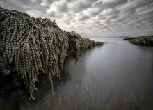 Load image into Gallery viewer, An intimate yet epic-looking landscape, taken within a small tidal crevasse. The dreadlocks of the mermaids necklaces leading the eye out into the bay beyond. Jervis Bay, NSW.