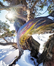 Load image into Gallery viewer, I love these trees, and after a hike to the top I was rewarded by this beauty with its twisted trunk and rainbow bark." Kosciusko National Park, NSW, a fine art print by peter izzard fine art photography, leading south coast photographer, fine art photography, interior design, interior styling, property styling, architecture, art, kiama, gerringong,