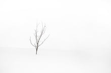 Load image into Gallery viewer, Out on the wintery snow-covered lake shore is a single solitary tree, with just two leaves left. Georgia Bay, Canada.
