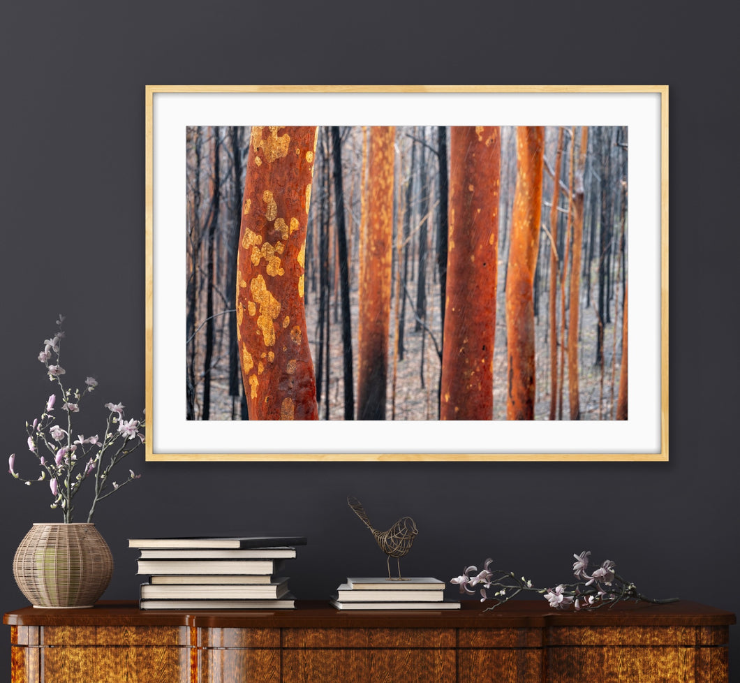 After the horrific South Coast bushfires I spent some time in the forest. This image was taken during a rain storm and to me suggests resilience & new beginnings. Sassafras, NSW. Peter Izzard Photography Fine Art Print. 