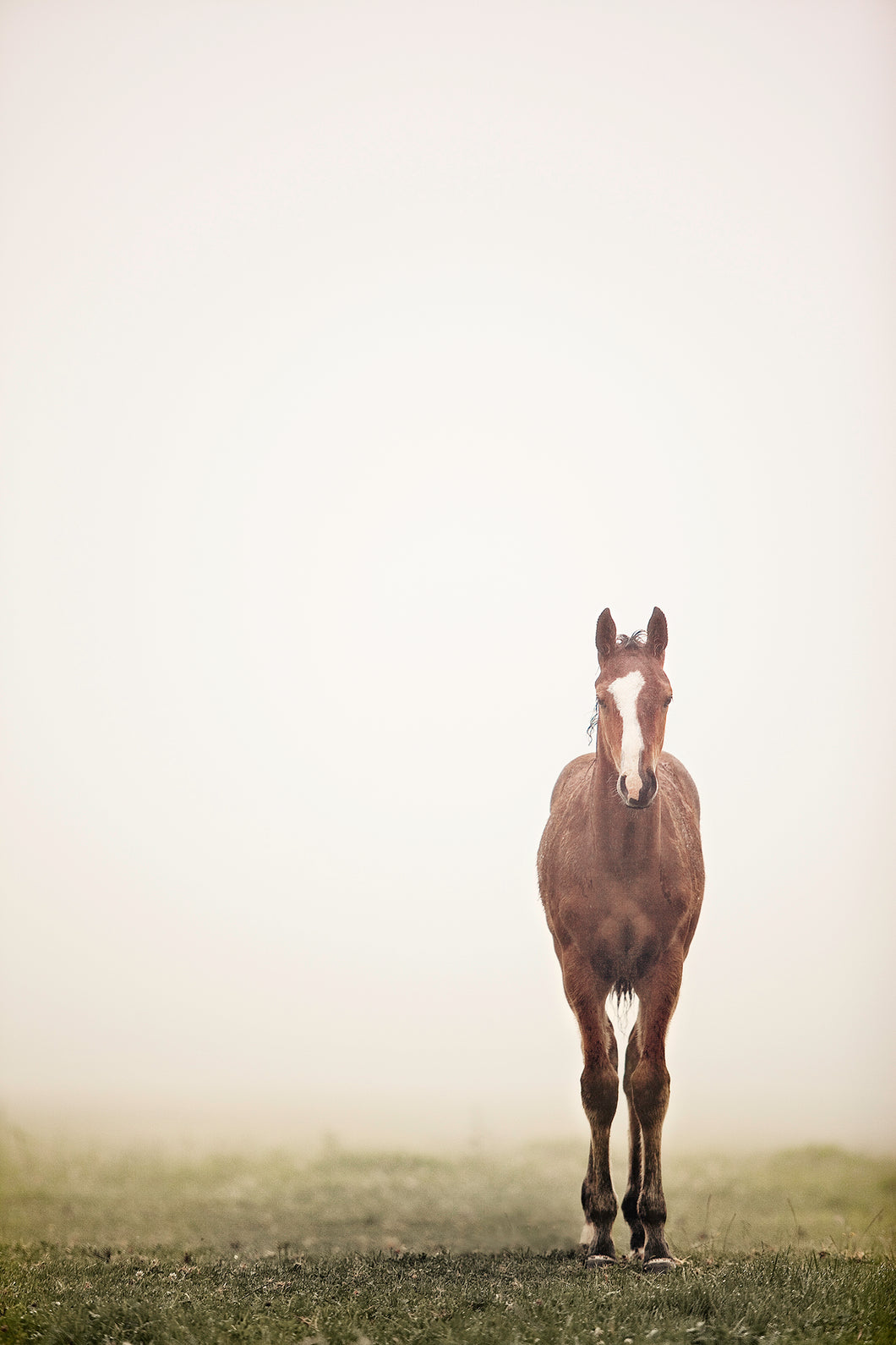 Saddleback Foal 01