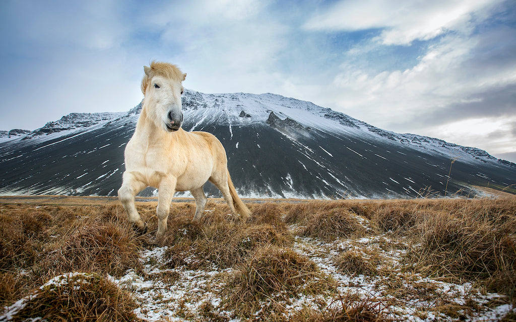 Iceland Horse. I spent hours with these wonderful animals, before this beauty with the fabulous hairdo turned to walk towards me. Peter Izzard Photography Fine Art Print.