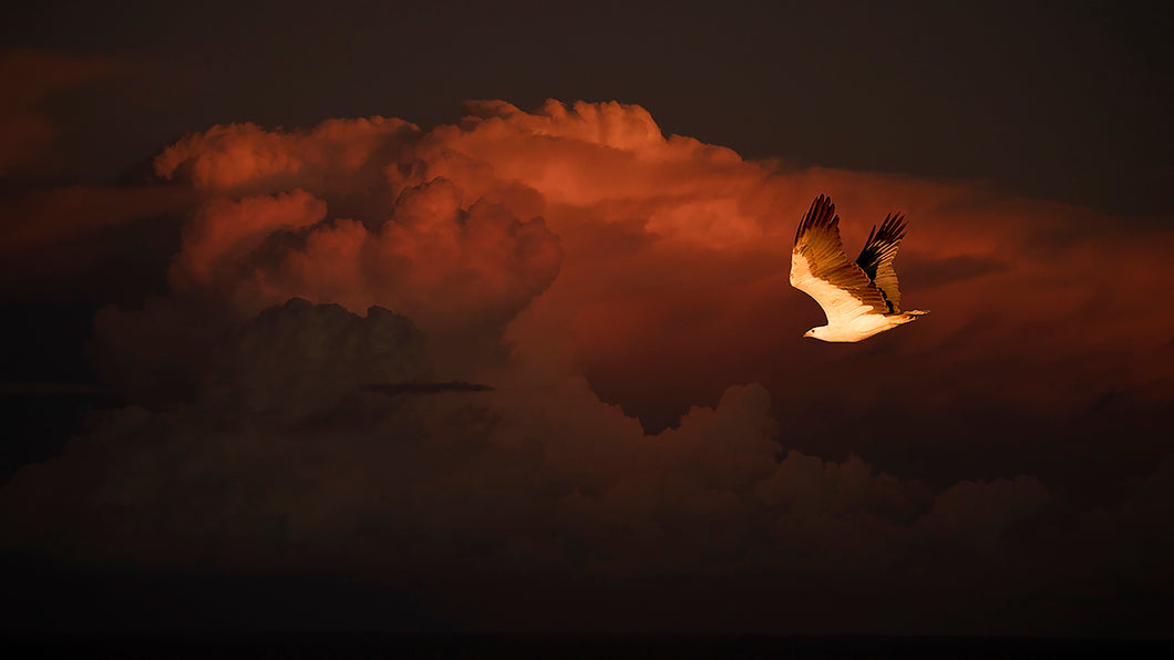 Sea Eagle Sunset