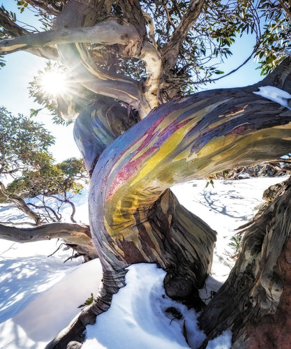I love these trees, and after a hike to the top I was rewarded by this beauty with its twisted trunk and rainbow bark.