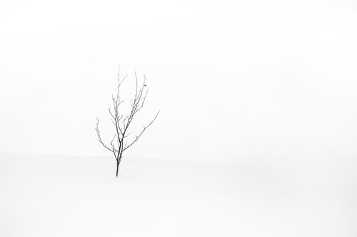 Out on the wintery snow-covered lake shore is a single solitary tree, with just two leaves left. Georgia Bay, Canada. 